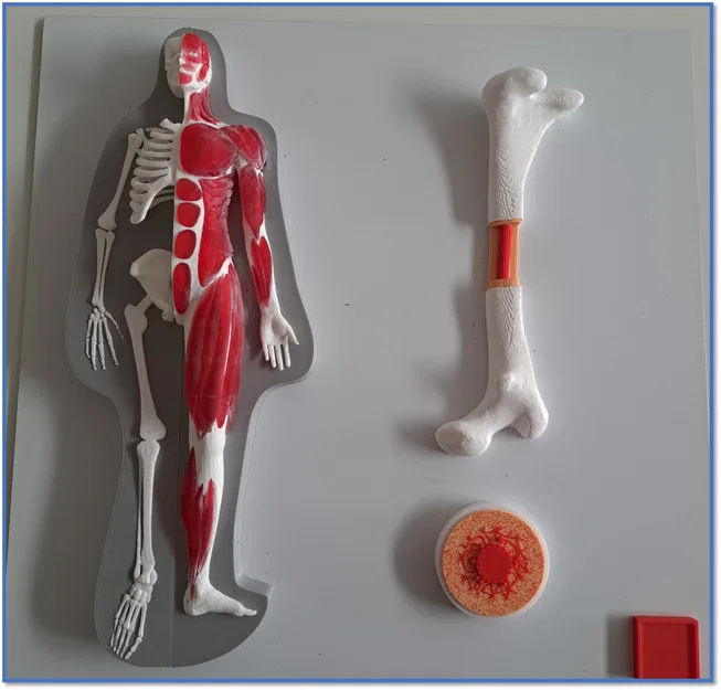 Tấm Cơ Thể 2 - Tệp In & Hướng Dẫn - Image 1
