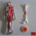 Tấm Cơ Thể 2 - Tệp In & Hướng Dẫn - Thumbnail 1