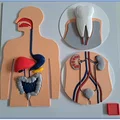 Tấm Cơ Thể 4 - Tệp In & Bài Học - Thumbnail 1