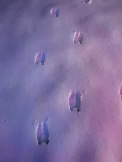 Dấu Chân Tuần Lộc Gắn Cán Chổi - Image 3