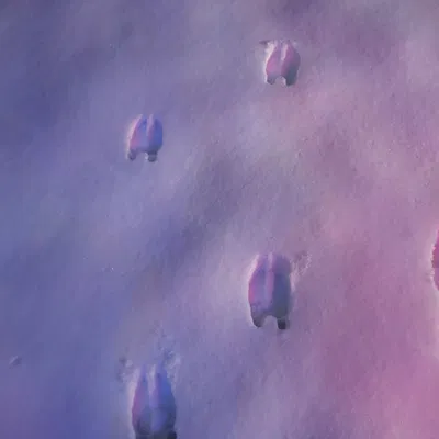 Dấu Chân Tuần Lộc Gắn Cán Chổi