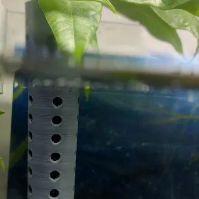 Chậu cây thủy sinh trồng tép ẩn mình dưới rễ cây