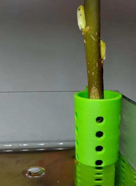 Chậu cây thủy sinh trồng tép ẩn mình dưới rễ cây - Image 3