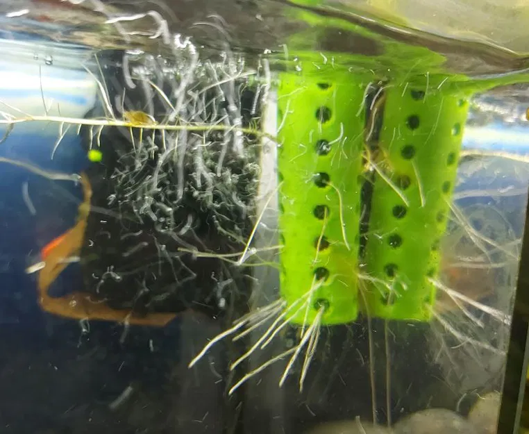 Chậu cây thủy sinh trồng tép ẩn mình dưới rễ cây - Image 5