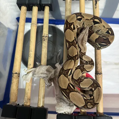 Chân Gắn Hông Thùng Tui Tre Dày Hơn 1/2" Cho Chuồng Trăn