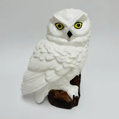 Cú Tuyết (Hedwig) Đáy Phẳng