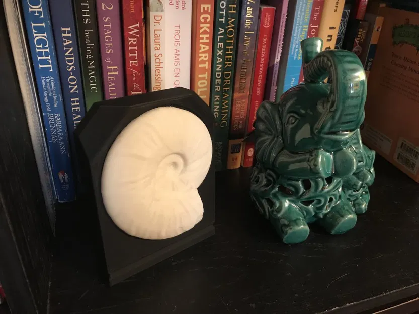 Giá đỡ Trưng bày Hóa thạch Ammonite - Image 2