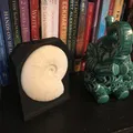 Giá đỡ Trưng bày Hóa thạch Ammonite - Thumbnail 2