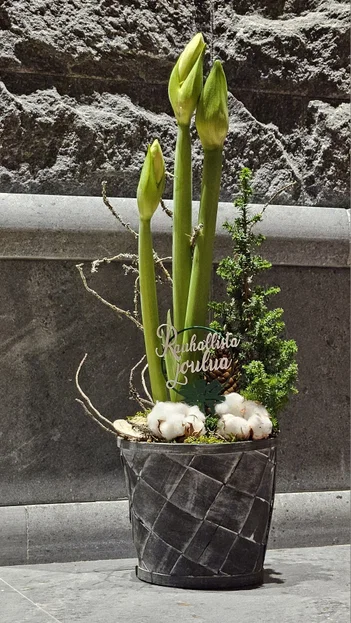 Cây gậy Kukkakeppi Lời Chúc Giáng Sinh "Rauhallista joulua" - Image 3