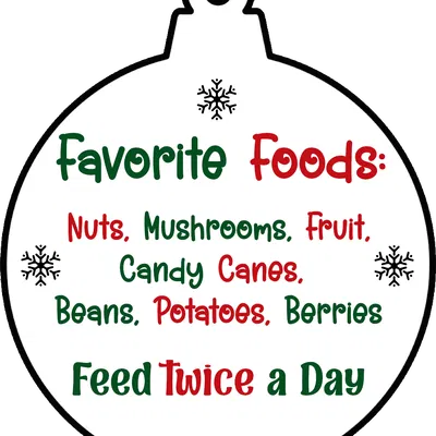 Yêu Tinh Giáng Sinh Trong Lọ / Đồ Trang Trí