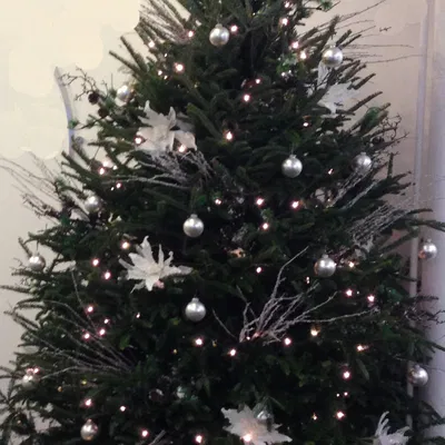 Đỉnh Ngôi Sao Cây Moravian, lấy cảm hứng từ Ngôi Sao Herrnhuter