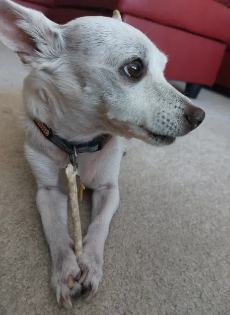 Mô hình Lithophane Chó Cưng Tí Hon Dễ Thương - Image 1