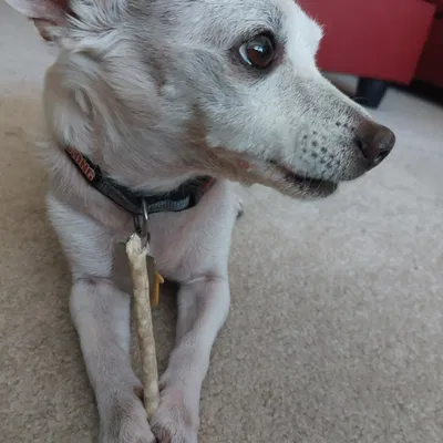 Mô hình Lithophane Chó Cưng Tí Hon Dễ Thương