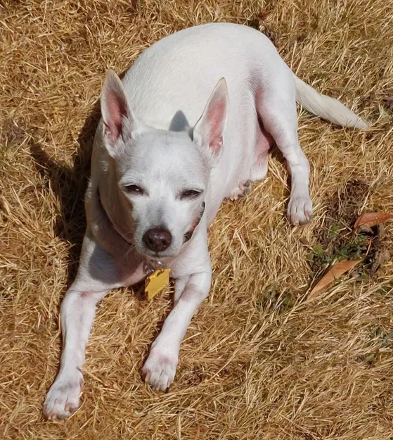 Mô hình Lithophane Chó Cưng Tí Hon Dễ Thương - Image 2