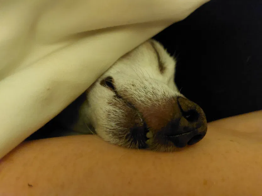 Mô hình Lithophane Chó Cưng Tí Hon Dễ Thương - Image 3