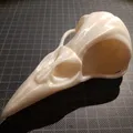 Đầu Lâu Quạ - Raven Skull - Thumbnail 1