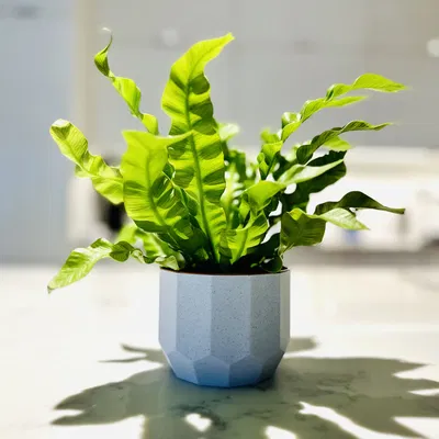 Chậu Hoa Tối Giản - Chế Độ Trồng Cây