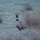 Rowdypheasant_443250