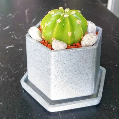 Chậu Hoa Nhỏ Có Khay Hứng Nước