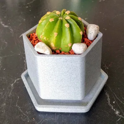 Chậu Hoa Nhỏ Có Khay Hứng Nước