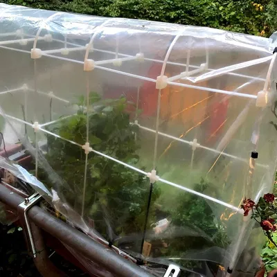 Nhà kính cho chậu cây cảnh