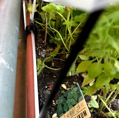 Nhà kính cho chậu cây cảnh