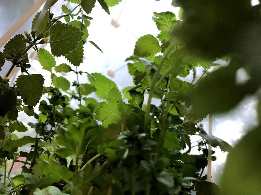 Nhà kính cho chậu cây cảnh - Image 5