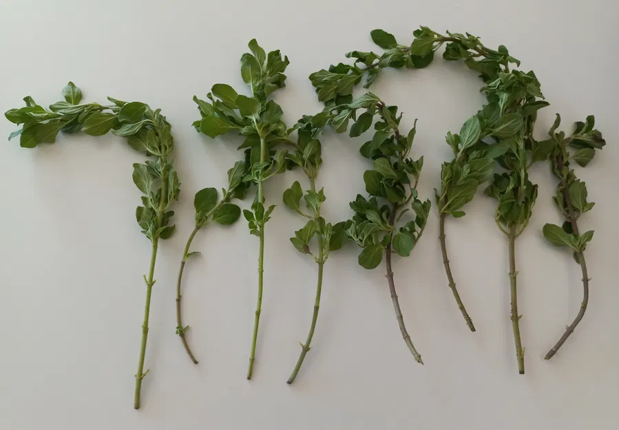 Trạm Giâm Cành "Rooting Station" - Image 2