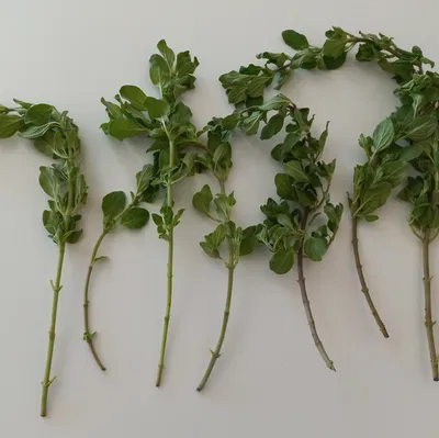 Trạm Giâm Cành "Rooting Station"