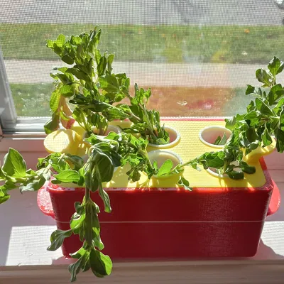 Trạm Giâm Cành "Rooting Station"