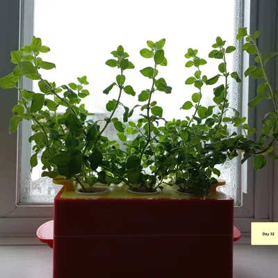 Trạm Giâm Cành "Rooting Station"