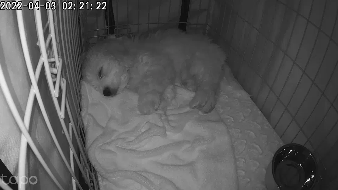 Đế Gắn Camera Tapo C100/TC60 Vào Chuồng Thú Cưng - Image 3