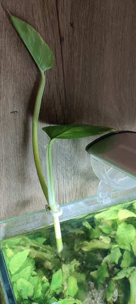 Kẹp cây thủy sinh - dày kính 6 / 8mm (dưới 2G) - Image 1