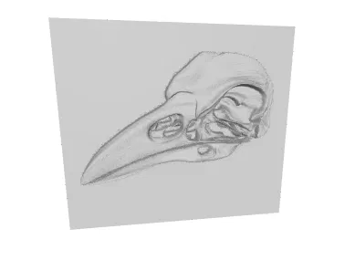 Tranh Tường Đầu Lâu Quạ - In 3D Độc Đáo - Image 1