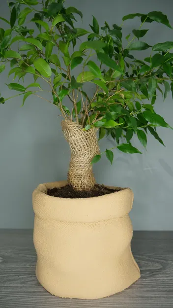 Chậu Trồng Cây Bao Bố - Image 2