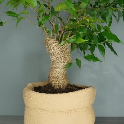 Chậu Trồng Cây Bao Bố