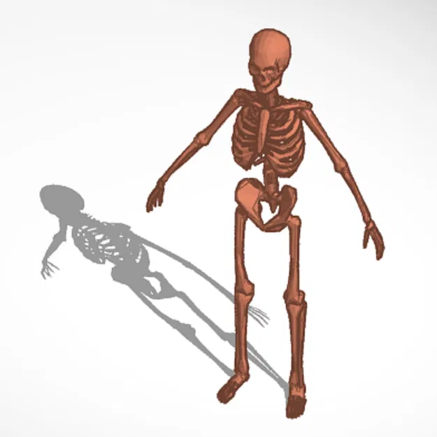 Bộ Xương (Skeleton) - Image 1