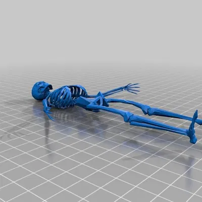 Bộ Xương (Skeleton)