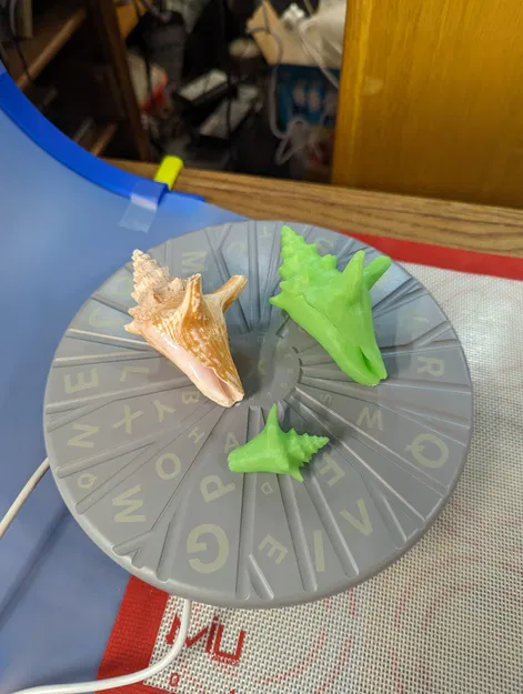 Vỏ Sò Quét 3D - Image 3