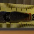 Rắn XXXXXXL Dài 250cm - Thumbnail 5