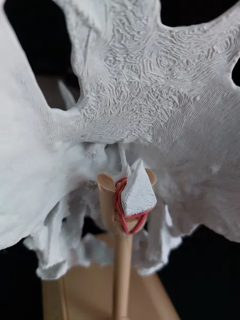 Chân đế Triceratops - Image 2