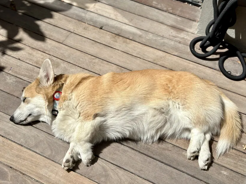 Holder đựng AirTag cho vòng cổ thú cưng - Image 2