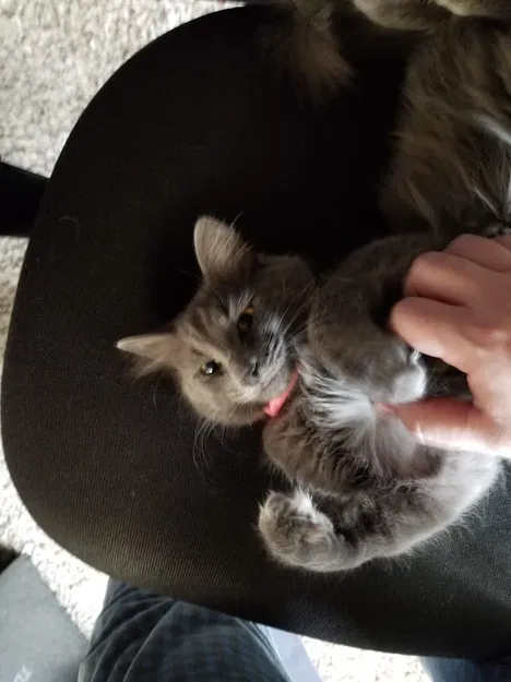 Nắp Chặn Nguồn Chống Mèo Cào Cho Fractal Design Define R7 Có Khóa - Image 2