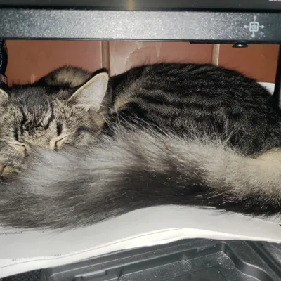 Nắp Chặn Nguồn Chống Mèo Cho Fractal Design (Nút Vuông)