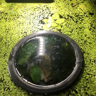 Phao Cá Đơn Giản