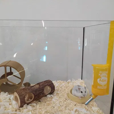 Giá Đỡ Chai Nước Mini Cho Hồ Kính Terrarium