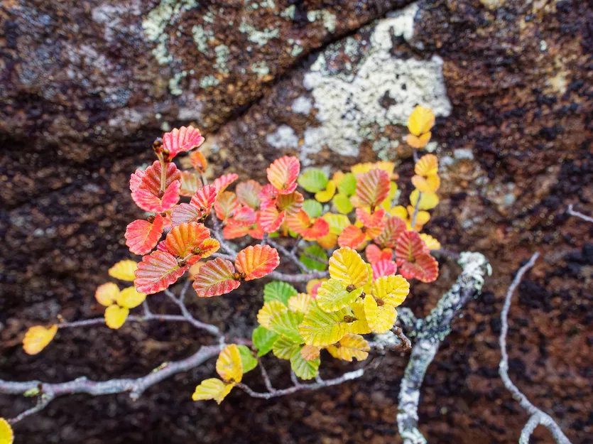 Tôservings hình lá Nothofagus gunnii (Sồi rụng lá) - Image 4