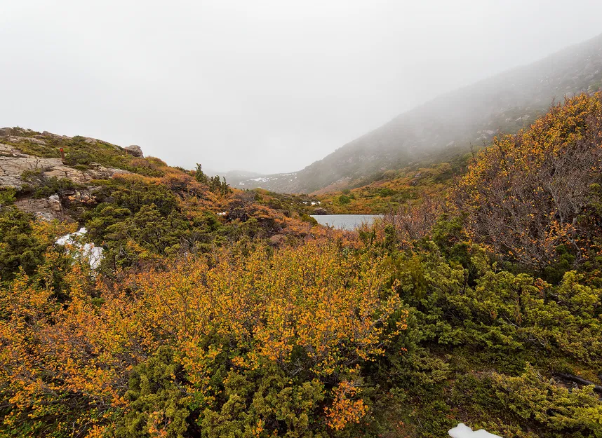 Tôservings hình lá Nothofagus gunnii (Sồi rụng lá) - Image 7