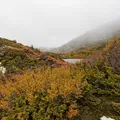 Tôservings hình lá Nothofagus gunnii (Sồi rụng lá) - Thumbnail 7