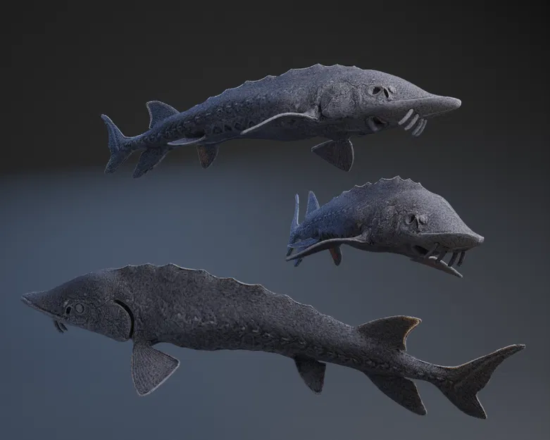 Cá tầm Đại Tây Dương - Image 1